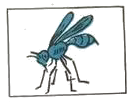 Tò vò